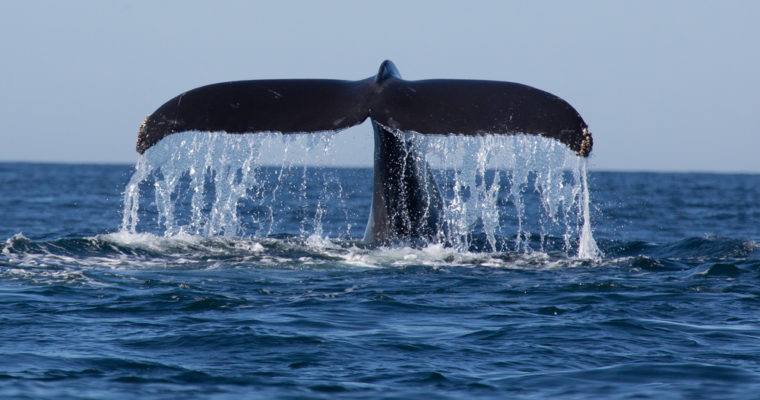 ethereum ico whale