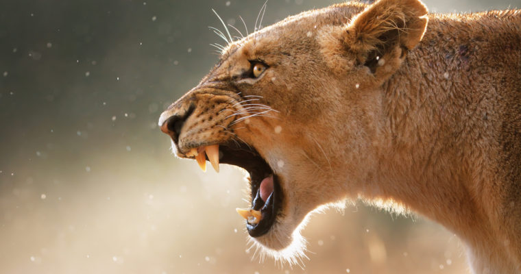 ethereum price lion