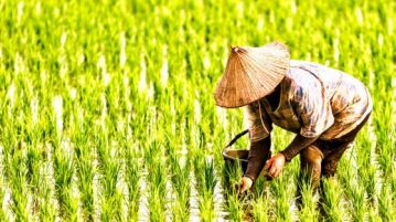 Oxfam Brings Blockchain to Cambodian Rice Farmers