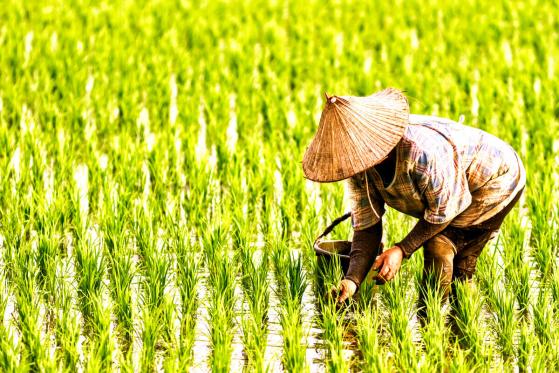 Oxfam Brings Blockchain to Cambodian Rice Farmers