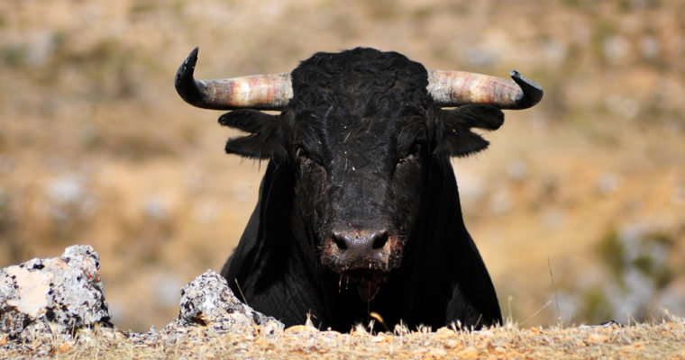 bitcoin price turns bullish