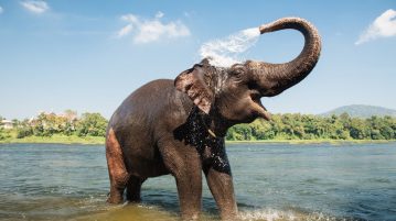 TransferGo Launches Instant Payments to India with Ripple Blockchain Tech
