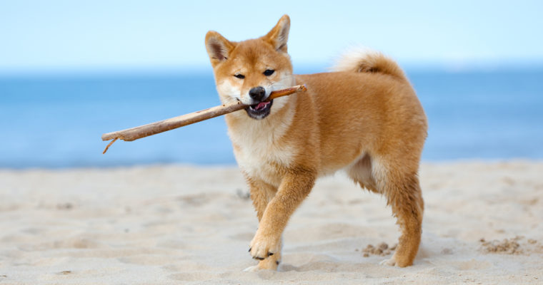Dogecoin