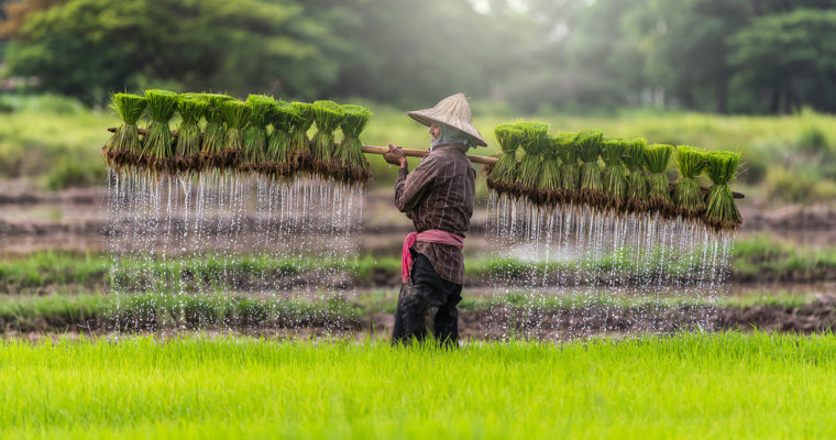 Cambodia rice blockchain