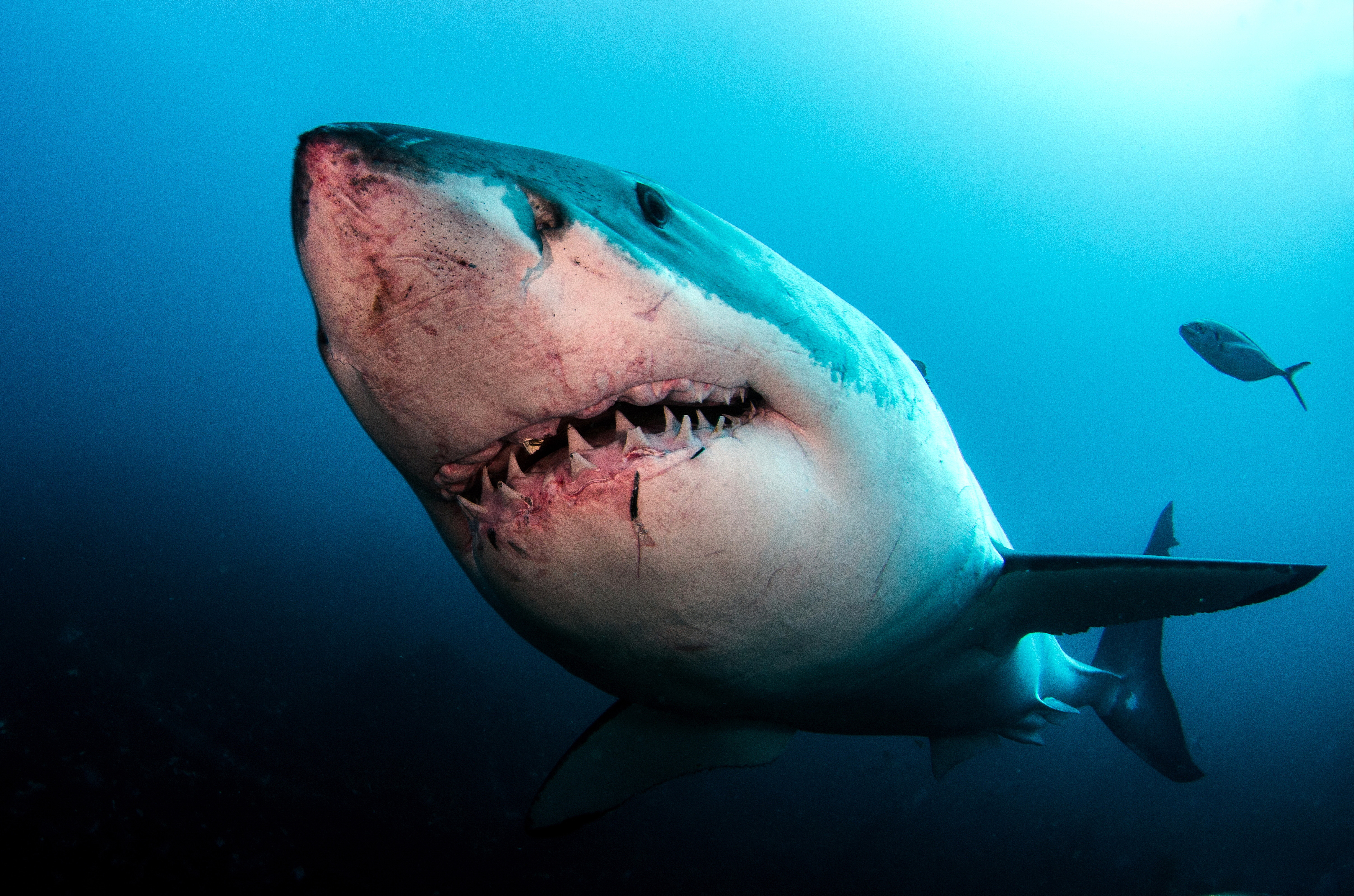 Only Sharks Will Feed on the Crypto Market's Elusive Price Bottom