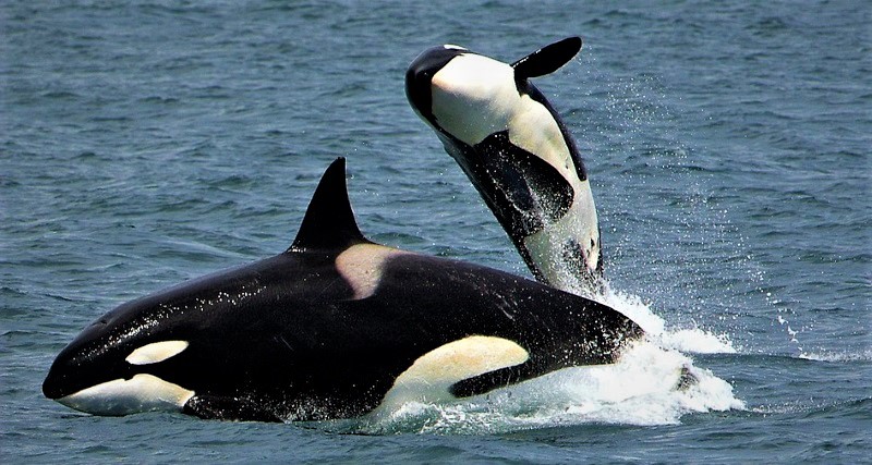 bitcoin whales