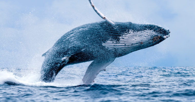 bitcoin ethereum crypto whale