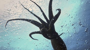 Kraken Received 3 Times More Law Enforcement Requests in 2018