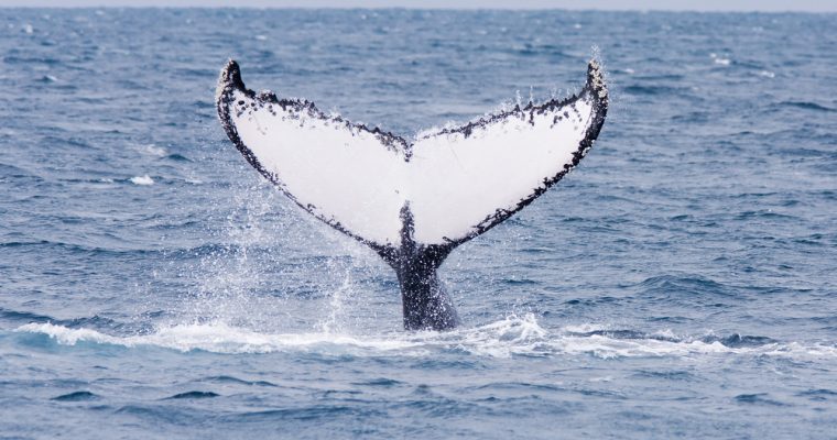 bitcoin whale bitgo genesis trading